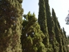 161007-16-shiraz-eram-garten